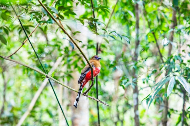 Red-headed Trogon (kobieta) Kolorowy ptak w tropikalnym lesie Tajlandii.