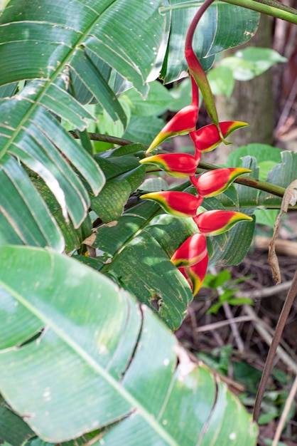 Red Heliconia piękny czerwony kwiat heliconia pośrodku liści naturalne światło selektywne skupienie