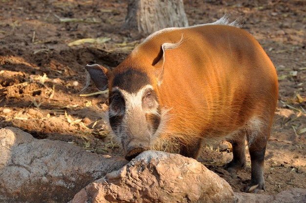 Red Hog rzeki