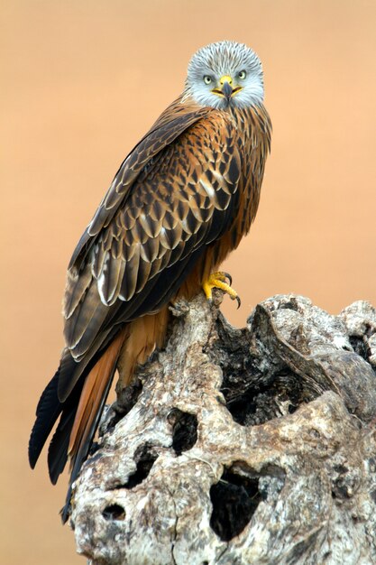 Red Kite, Milvus milvus, sokół, latawiec