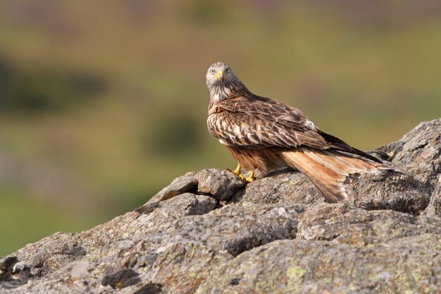 Red Kite z pierwszymi światłami dnia