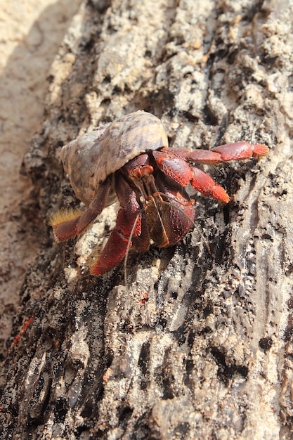 Red Legged Hermit Crab W Meksyku Plaży Piasku