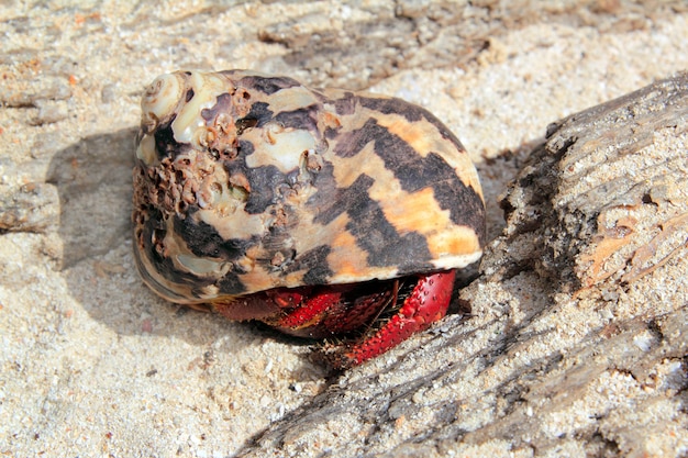 Red Legged Hermit Crab w Meksyku plaży piasku