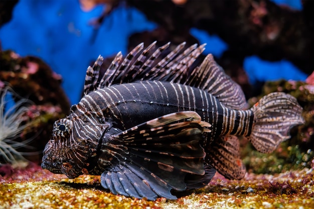 Red lionfish pterois volitans ryby podwodne