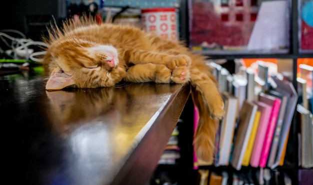 Red Main Coon Kitten