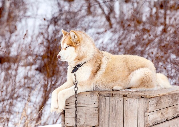 Red Malamute w szkółce dla psów zimą for