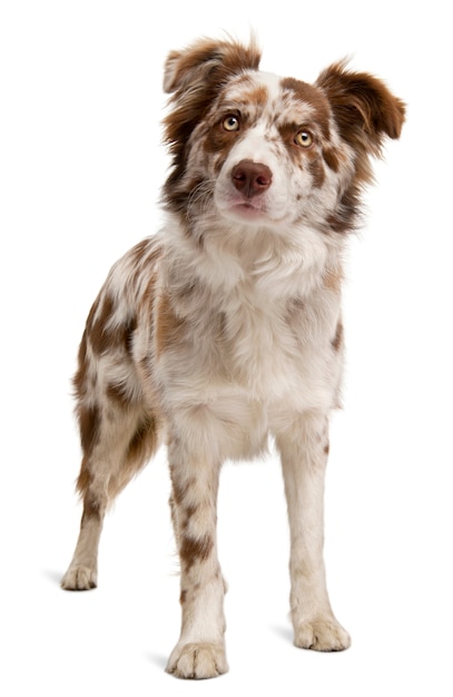 Red Merle Border Collie, 6 Miesięcy,