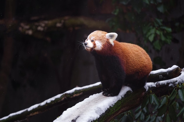 red panda