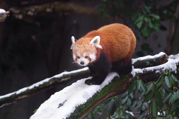 red panda