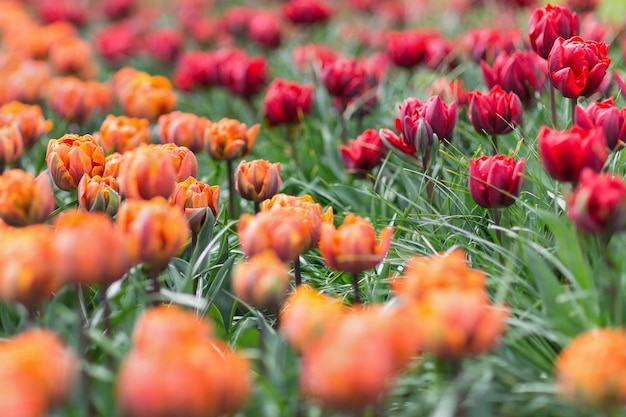 Red Princess i Orange Princess tulipany w ogrodzie Selektywne skupienie się na ogrodnictwie i projektowaniu krajobrazu