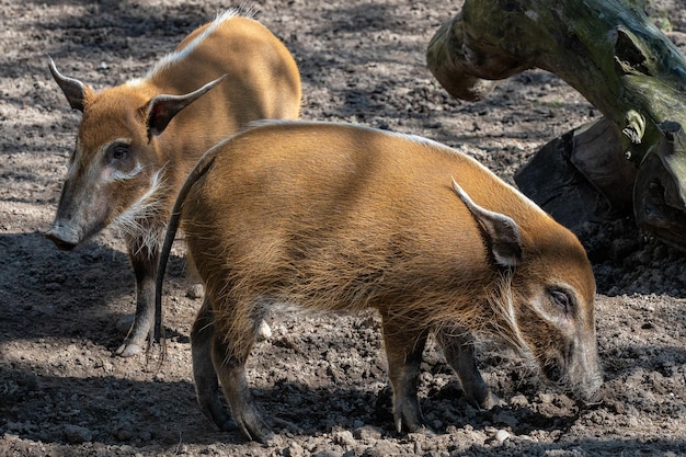 Red River Hog Potamochoerus Porcus Szuka Pożywienia