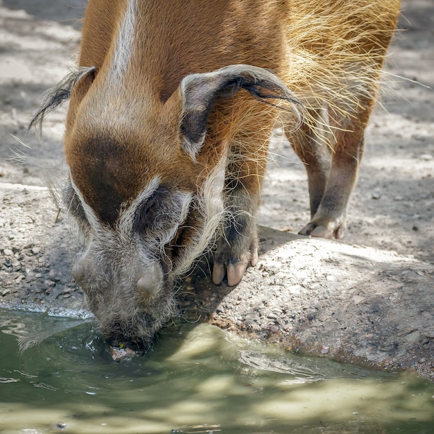 Red River Wieprz (Potamochoerus porcus)