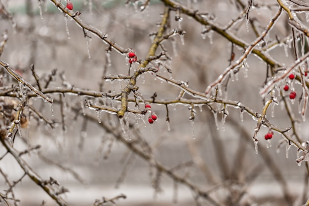 Red rose hip jagody i gałęzie drzewa pokryte lodem