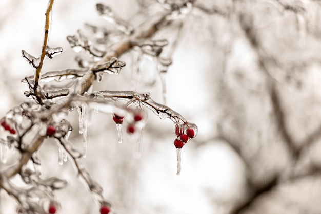 Red rose hip jagody i gałęzie drzewa pokryte lodem