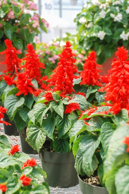 Red Salvia Splendens w pełnym rozkwicie Czerwone rośliny doniczkowe w czarnej tacy