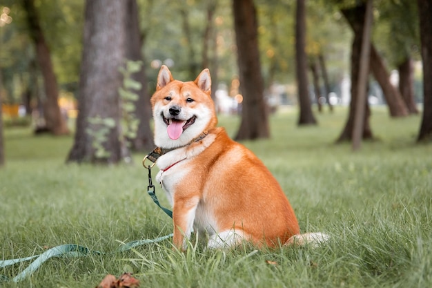 Red Shiba Inu Szczeniak Stojący Na Zewnątrz