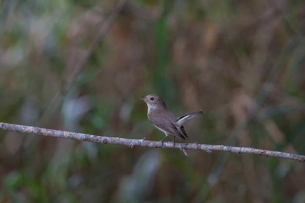 Red-throated Flycatcher (Ficedula albicilla) na gałęziach