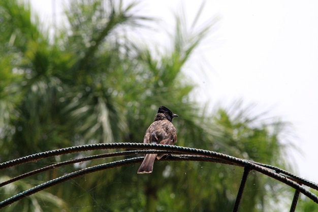 Red Vented Bulbul Bird