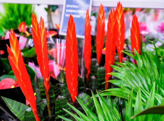 Zdjęcie red vriesea bromeliaceae to tropikalna roślina ozdobna na targu kwiatowym.