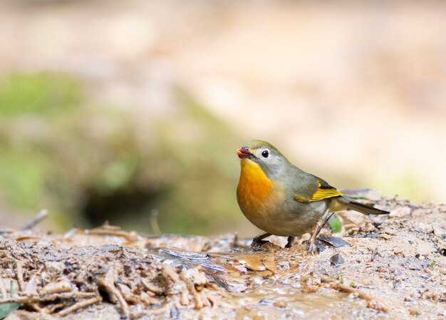 Redbilled leiothrix strumień wody pitnej