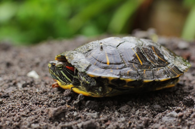 Redeared slider lub redeared terrapin lub brazylijski żółw to pół żółwia wodnego