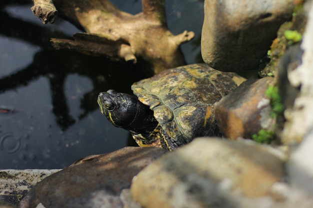 Redeared slider lub redeared terrapin lub brazylijski żółw to pół żółwia wodnego