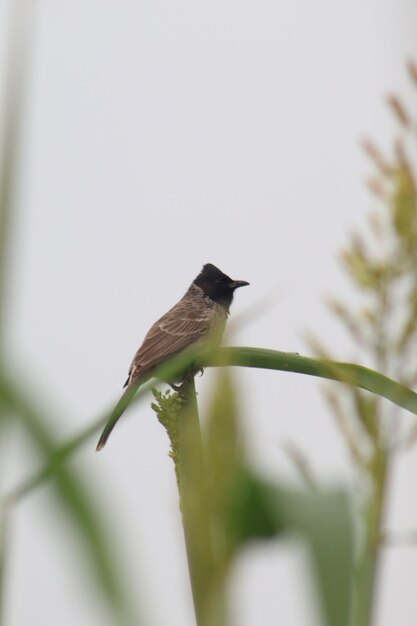 Zdjęcie redvented bulbul nazwa naukowa pycnonotus cafer haemorrhousus długość około 20 cm