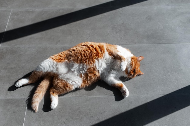 Redwhite kot leżący na podłodze laminowanej Portret widok z góry przeznaczone do walki radioelektronicznej