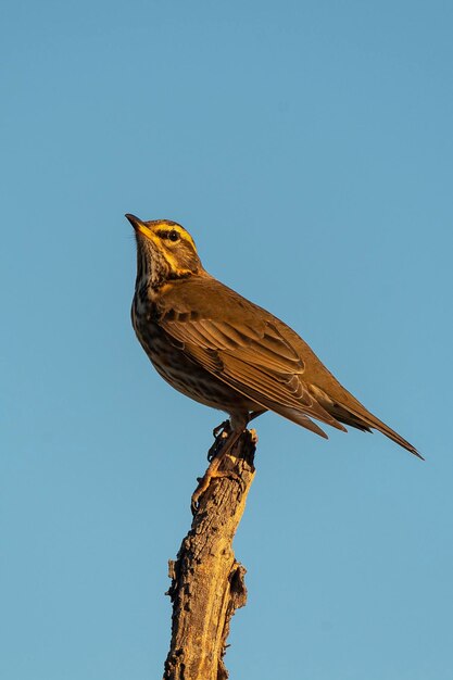 Redwing (Turdus iliacus) Malaga, Hiszpania