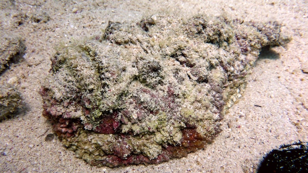 Zdjęcie reef stonefish (synanceia verrucosa) w morzu czerwonym, ejlat, izrael