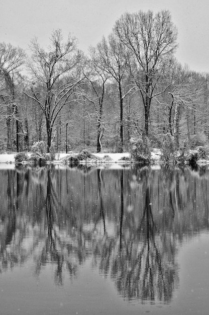 Refleksja gołych drzew w spokojnym jeziorze