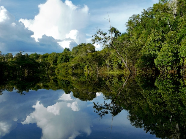 Refleksje Nad Rzeką Amazonką, Brazylia