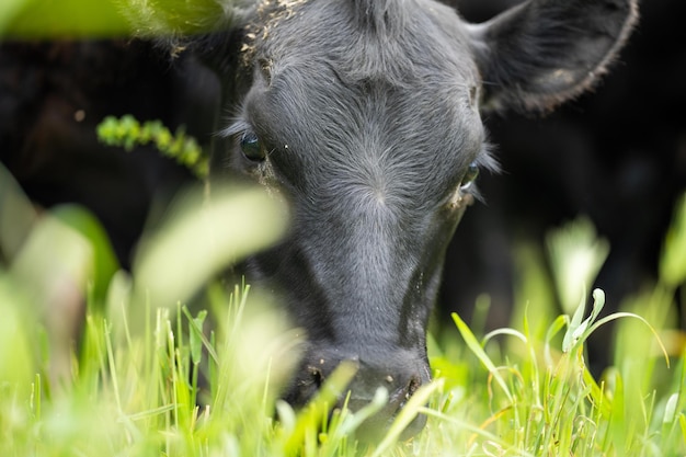 Regeneracyjne rolnictwo krowy na polu wypasane na trawie i pastwiskach w Australii na farmie Rasy bydła jedzące siano i kiszonkę obejmują park plamkowy Murray grey angus wagyu mleczarnia