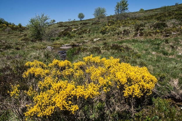 Zdjęcie region forez