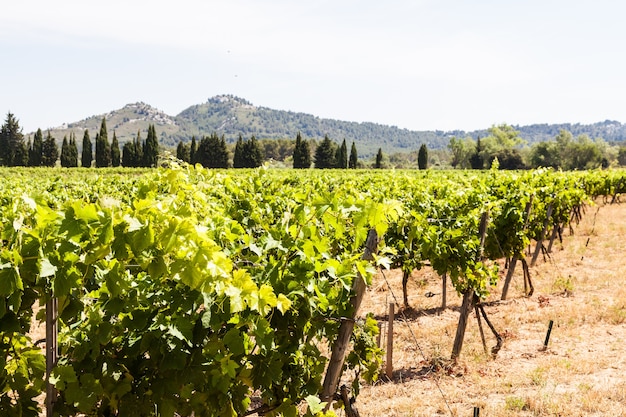 Region Prowansji w południowej Francji. Idealna winnica w lipcu.