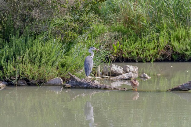 Zdjęcie regionalny park przyrody camargue