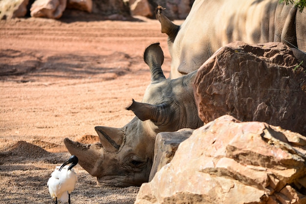 Reinoceronte Ceratotherium simum simum