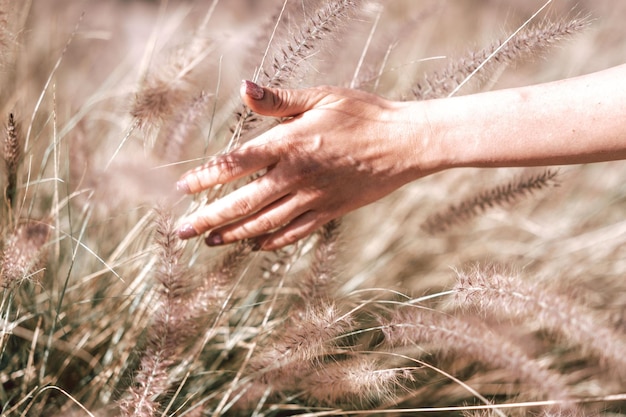 Zdjęcie ręka dotykająca trawy w lecie