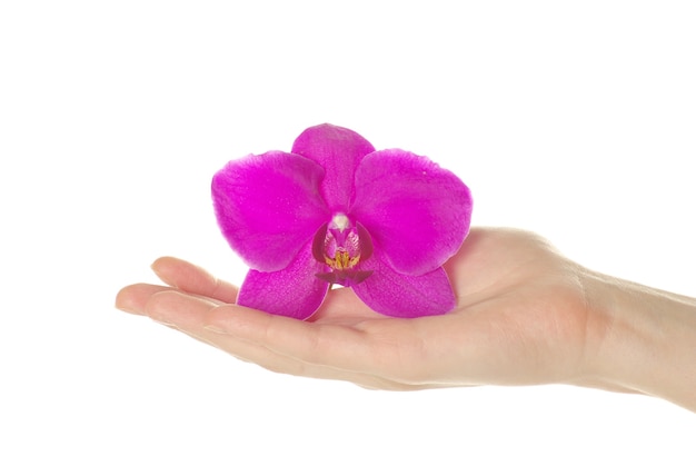 Ręka i orchidea na białym tle