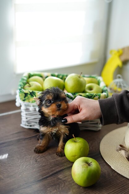 Ręka kaukaskiej dziewczyny głaszcze słodkiego małego szczeniaka Yorkshire terrier, który siedzi w pobliżu soczystego zielonego jabłka