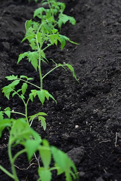 Ręka Kładzie Ziemię Pod Zielonym Pomidoremkoncepcja Pielęgnacji Roślin I Uprawy Produktów Ekologicznych