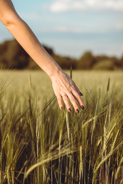 Ręka kobiety dotyka młodych kłosów pszenicy o zachodzie słońca lub wschodzie słońca. Krajobrazy wiejskie i naturalne. 1