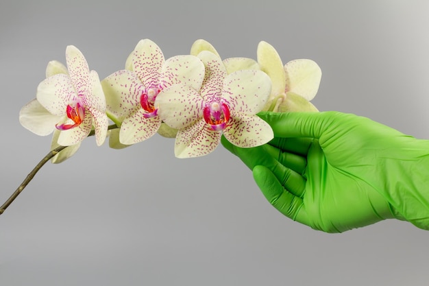 Ręka kobiety trzyma gałąź kwiatów orchidei phalaenopsis na szarym tle