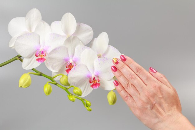 Ręka kobiety trzyma gałąź kwiatów orchidei phalaenopsis na szarym tle