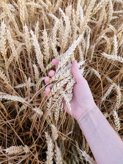 Ręka kobiety trzyma kilka kłosów Dojrzałe, złote kłosy whea