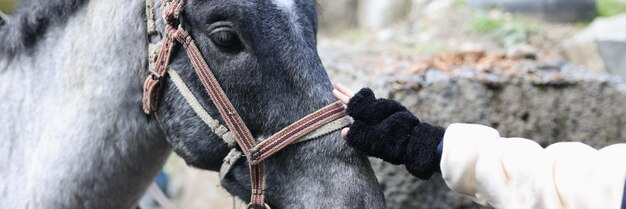 Zdjęcie ręka kobiety w rękawiczce dotyka głowy szarego konia z bliska opieka nad zwierzętami i koncepcja sportu konnego