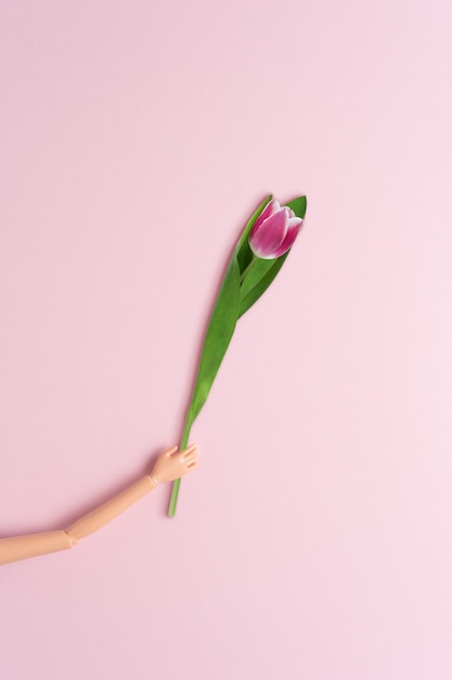 Ręka lalki z kwiatem tulipana na różowej powierzchni.