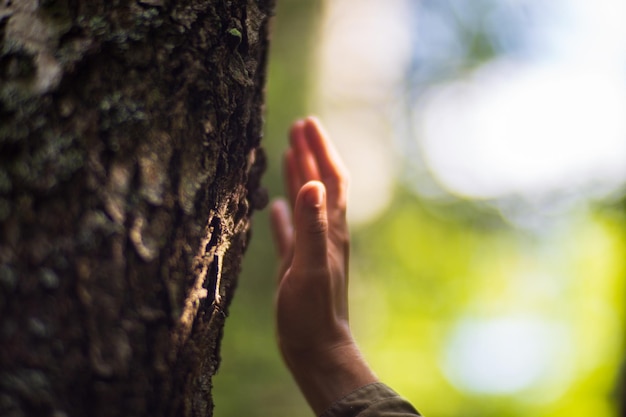 Ręka mężczyzny dotyka zbliżenia pnia drzewa Kora drewnoW trosce o środowisko Ekologia koncepcja ratowania świata i kochania natury przez człowieka