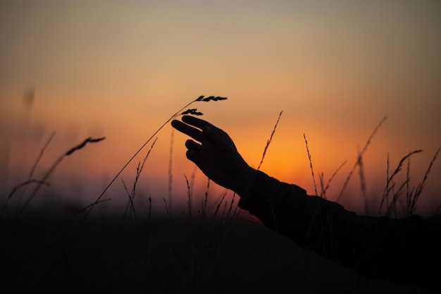 Ręka mężczyzny dotykająca trawy o zachodzie słońca Troska o środowisko Ekologia koncepcja ratowania świata i kochania przyrody przez człowieka