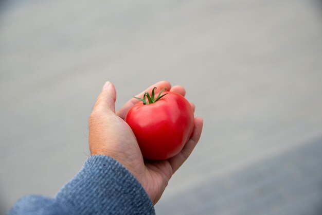 Zdjęcie ręka mężczyzny oferująca pomidor malinowy koncepcja zdrowia